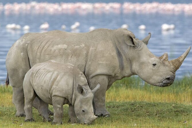 Full-Day Safari to Tala Game Reserve, Phezulu Safari Park and Natal from Durban - My take: book it for variety, not a pure safari