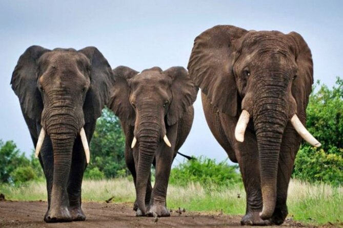 Full-Day Safari to Tala Game Reserve, Phezulu Safari Park and Natal from Durban - Natal Lion Park and close animal viewing