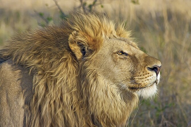 Gambia to Senegal Tour with Ferry Crossing and Safari Park - Why this one-day Senegal trip works