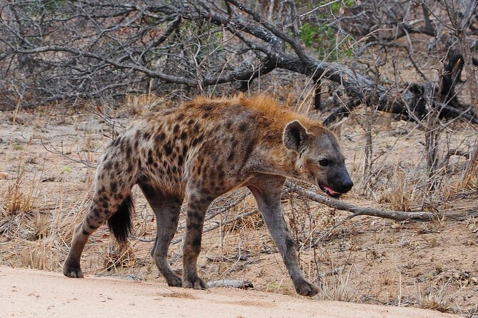 Gambia to Senegal Tour with Ferry Crossing and Safari Park - Returning through the border and back to Banjul
