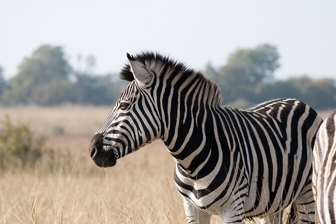 Gambia to Senegal Tour with Ferry Crossing and Safari Park - Who should book this experience