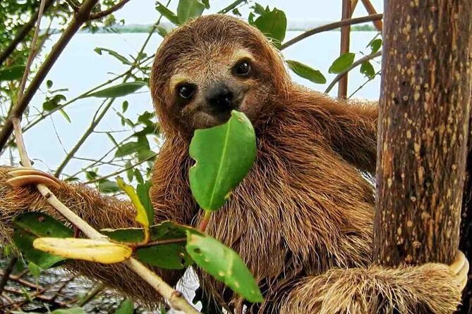 Gamboa Wildlife and Sloth Sanctuary Tour with Pickup - Monkey Island and responsible animal encounters