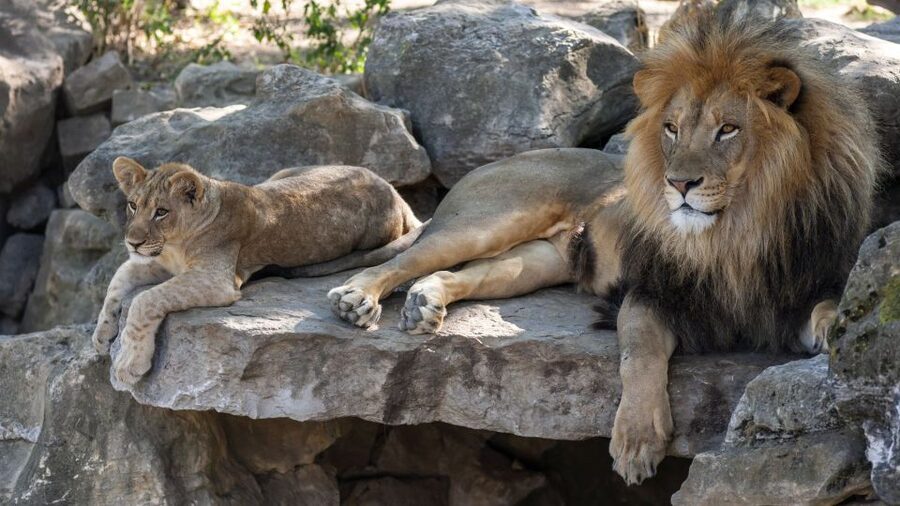 Gdansk: Oliwa Zoo with Tickets and Roundtrip Transportation - Why Oliwa Zoo takes most of a day