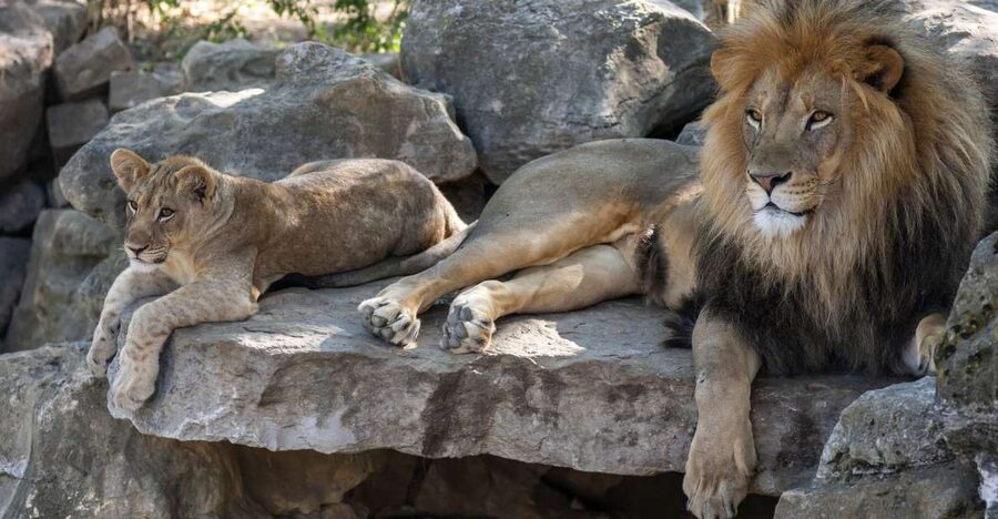Gdansk: Oliwa Zoo with Tickets and Roundtrip Transportation - Skip-the-line entry saves time at the gate