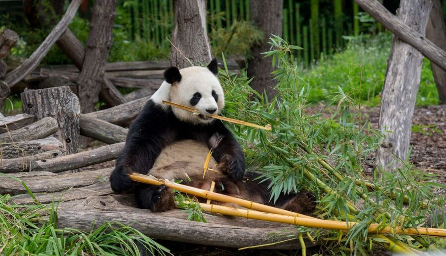Gdansk: Oliwa Zoo with Tickets and Roundtrip Transportation - What the return transfer adds