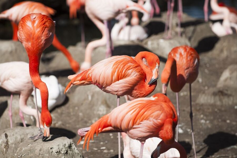 Gdansk: Oliwa Zoo with Tickets and Roundtrip Transportation - Booking details worth knowing