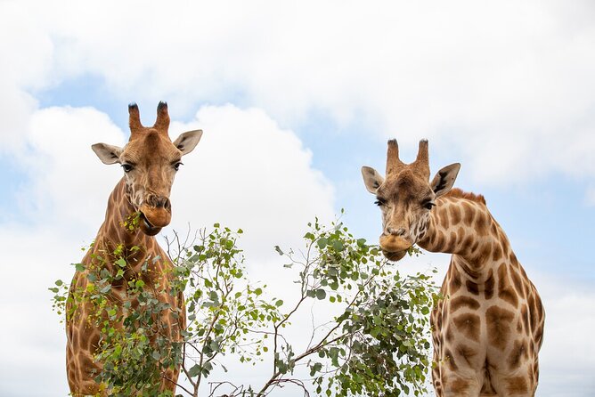 Giraffe Experience at Werribee Open Range Zoo - excl. entry - Key points to know before booking