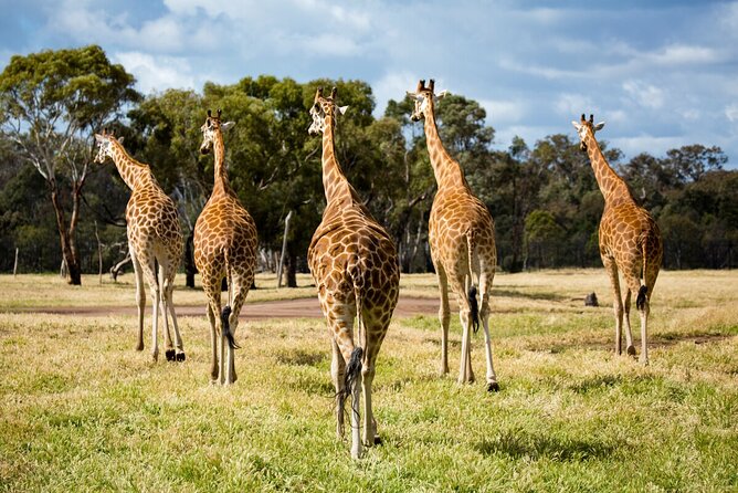 Giraffe Experience at Werribee Open Range Zoo - excl. entry - Why the giraffe night quarters matter