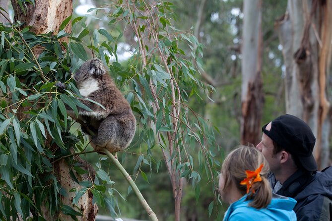Giraffe Experience at Werribee Open Range Zoo - excl. entry - Who should book this giraffe experience?