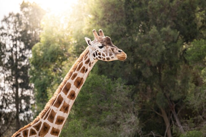 Giraffe Experience at Werribee Open Range Zoo - excl. entry - The open-air vehicle across the savannah