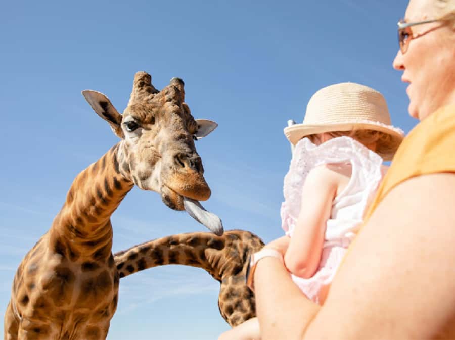 Giraffe Safari & a Day at Monarto Safari Park - Key points before you book