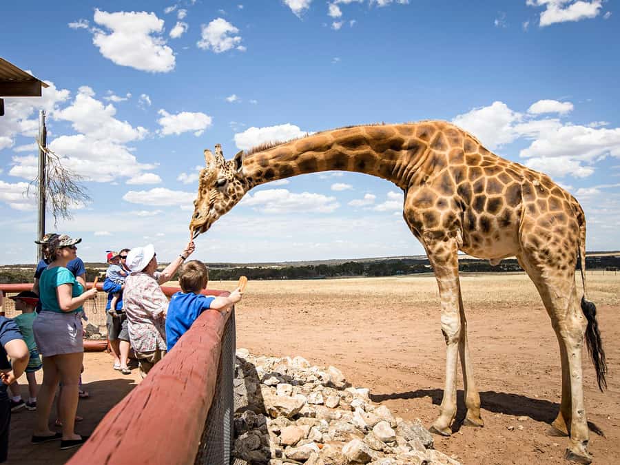 Giraffe Safari & a Day at Monarto Safari Park - Meeting the giraffes behind the visitor areas