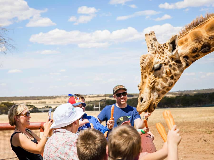 Giraffe Safari & a Day at Monarto Safari Park - Why Monarto’s giraffe work matters