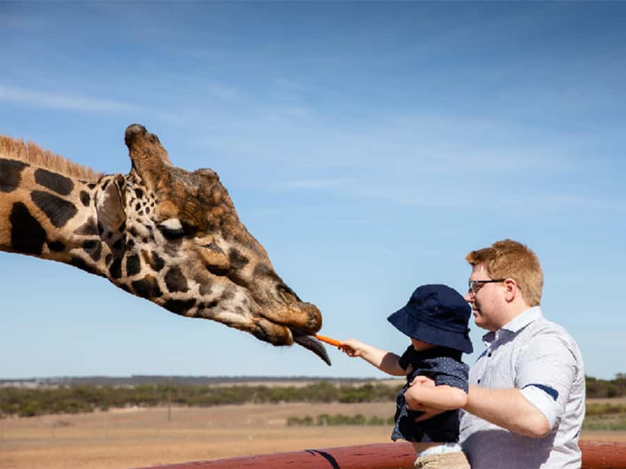 Giraffe Safari & a Day at Monarto Safari Park - Who will enjoy this experience most?