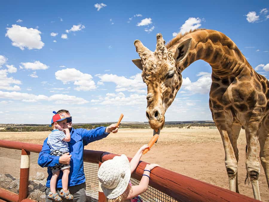 Giraffe Safari & a Day at Monarto Safari Park - What the high rating tells you