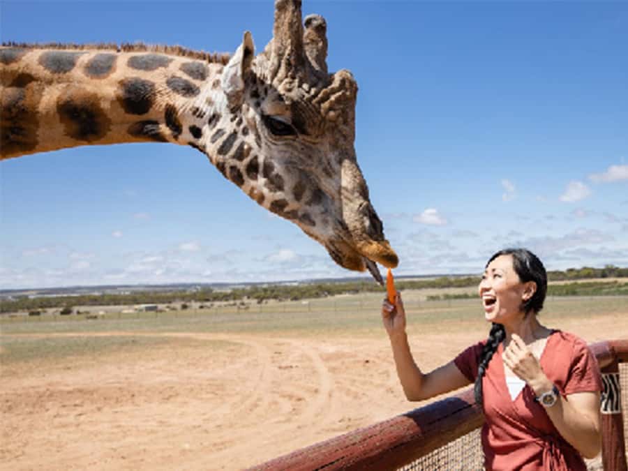 Giraffe Safari & a Day at Monarto Safari Park - Should you book the Giraffe Safari?