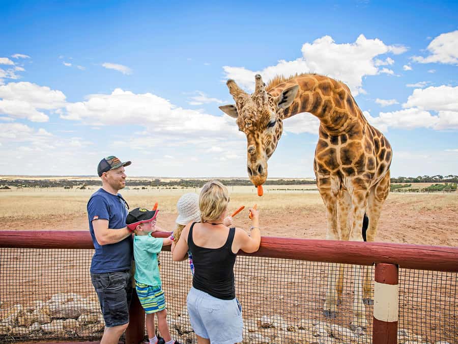 Giraffe Safari & a Day at Monarto Safari Park - What the 50-minute session is like