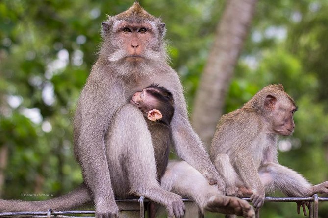 Gorilla Cave ATV Bali Ubud, Monkey Forest, Temple, and Lunch - Guides who shape the day