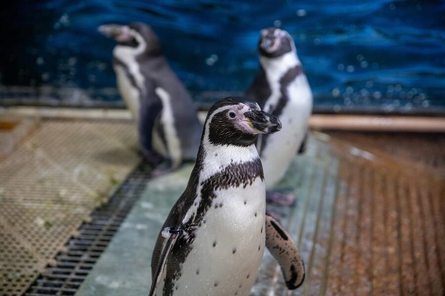 Great Plains Zoo - Face-to-Face Farm is the hands-on stop