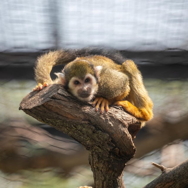 Great Plains Zoo - Keeper chats add meaning to the exhibits
