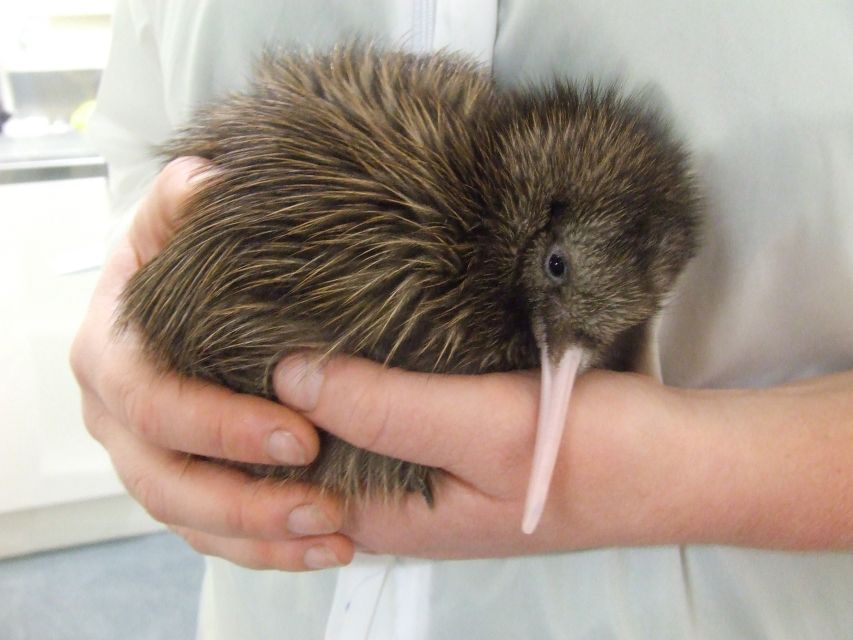 Greymouth: Glacier, Heritage & Wildlife Centre Guided Tour - What the $175 price really buys