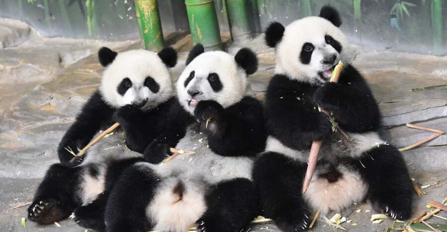 Guangzhou Chimelong: Safari Park/Paradise(Optional Day Tour) - Getting to the entrance without confusion