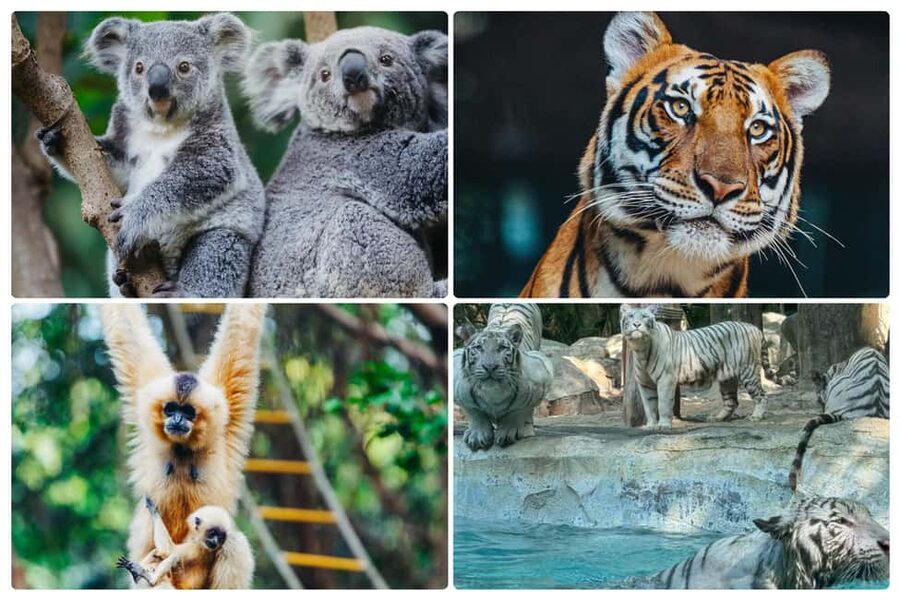 Guangzhou Chimelong: Safari Park/Paradise(Optional Day Tour) - A day among pandas and larger animals