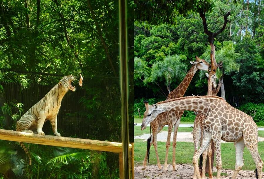 Guangzhou Chimelong: Safari Park/Paradise(Optional Day Tour) - Should you book Chimelong?