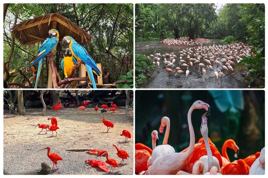 Guangzhou Chimelong: Safari Park/Paradise（Optional Day Tour） - What the $40 price really buys you