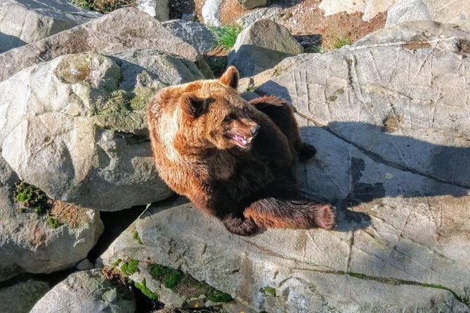Guided Ranua Wildlife Park tour with Lunch, Small group adventure - The drive from Rovaniemi to the Arctic forest