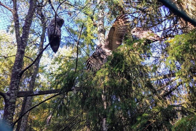 Guided Ranua Wildlife Park tour with Lunch, Small group adventure - Is $174.21 a fair price?
