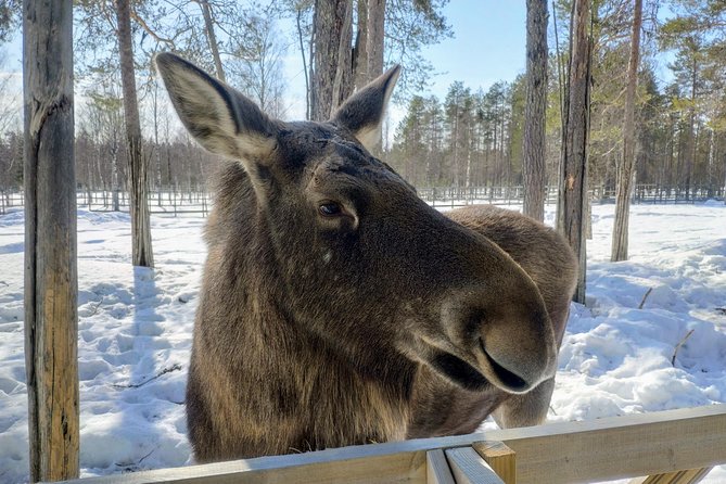 Guided Ranua Wildlife Park tour with Lunch, Small group adventure - Timing, weather, and practical details