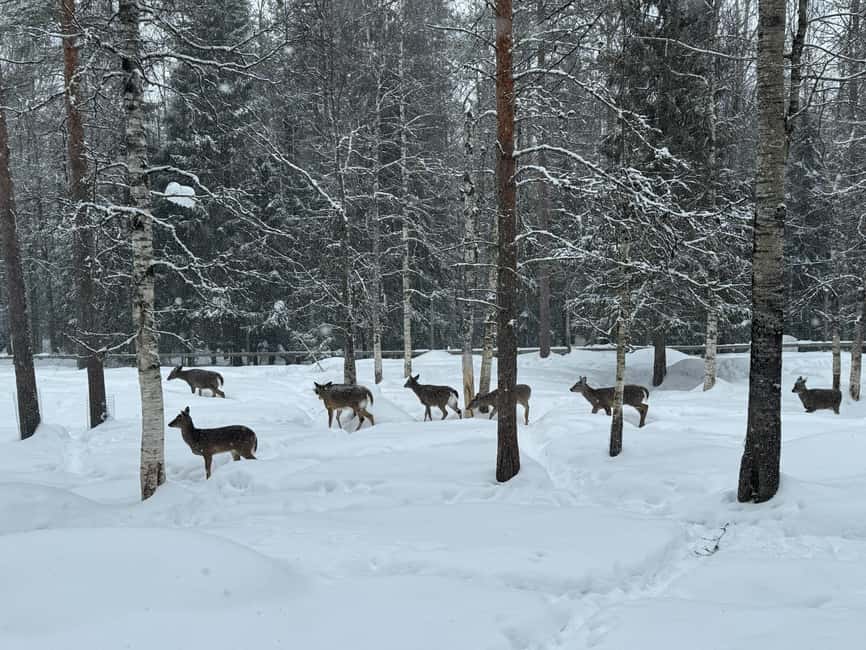 Guided Ranua Wildlife Zoo Tour with Lunch Buffet - Polar bears and the Arctic species
