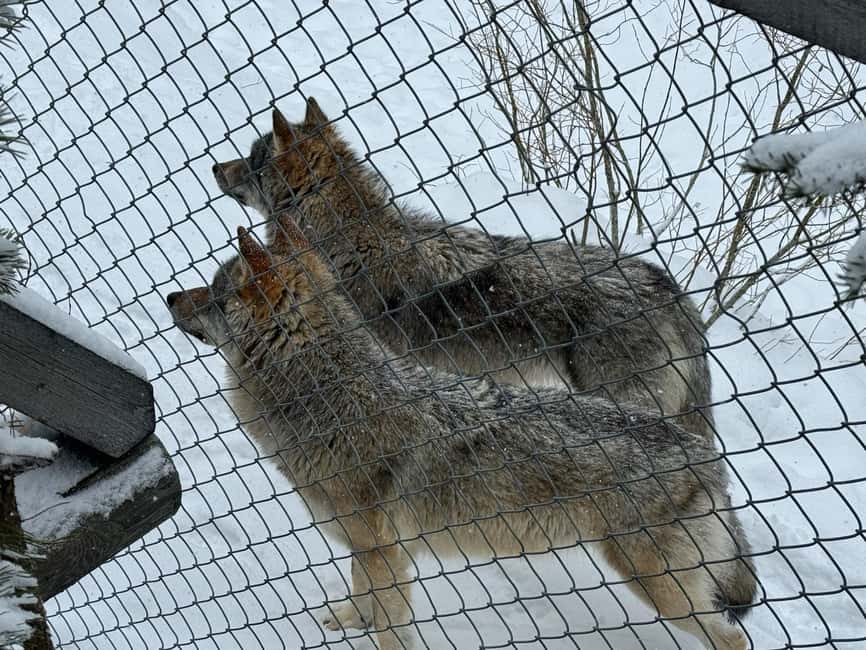 Guided Ranua Wildlife Zoo Tour with Lunch Buffet - A note about the Northern Lights promise