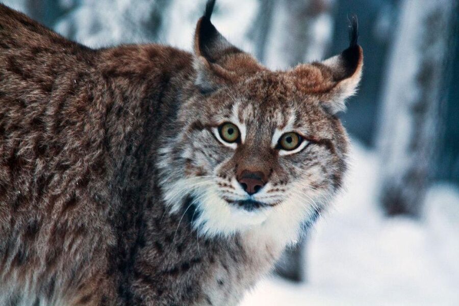 Guided tour in Ranua zoo with transfer - Why Ranua makes a good half-day trip from Rovaniemi