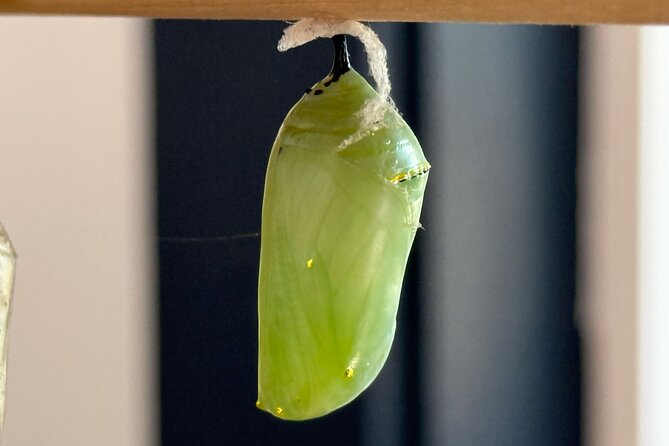 Haiku Butterfly Garden - 1st stop on the Road to Hana! - From egg to caterpillar to chrysalis