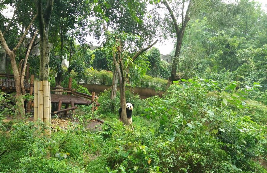 Half Day Amazing Chengdu Panda Base Trip - Key points to know before you book