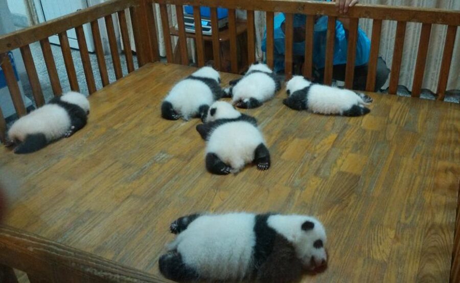 Half Day Amazing Chengdu Panda Base Trip - Small practical tips for a better visit
