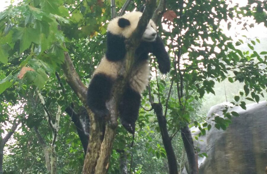 Half Day Amazing Chengdu Panda Base Trip - Why the morning timing matters at Chengdu Panda Base