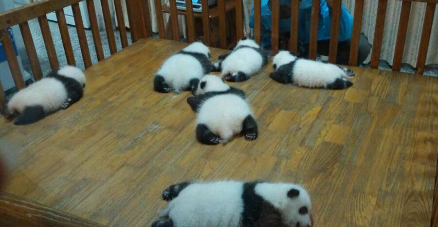Half Day Amazing Chengdu Panda Base Trip - A private four-hour outing, not a rushed group parade
