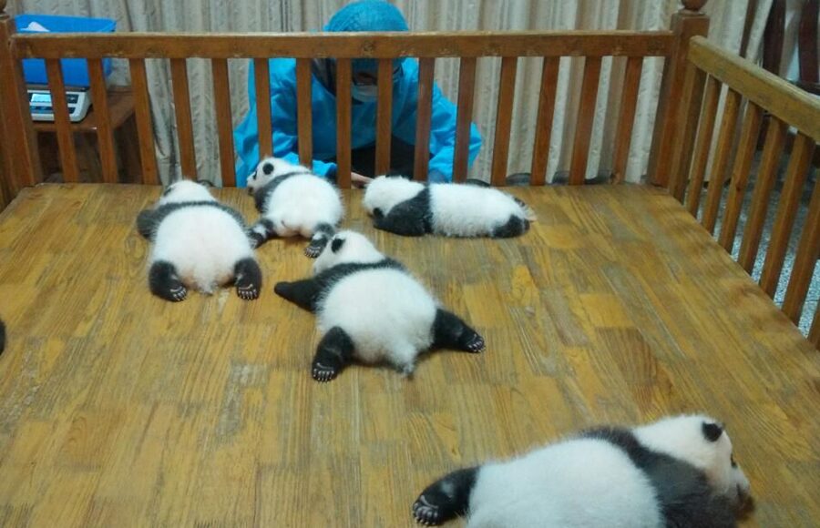 Half Day Amazing Chengdu Panda Base Trip - The drive, pickup, and return to your hotel