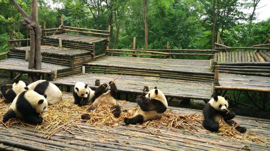 Half Day Amazing Chengdu Panda Base Trip - What is included, and what you still need to pay for