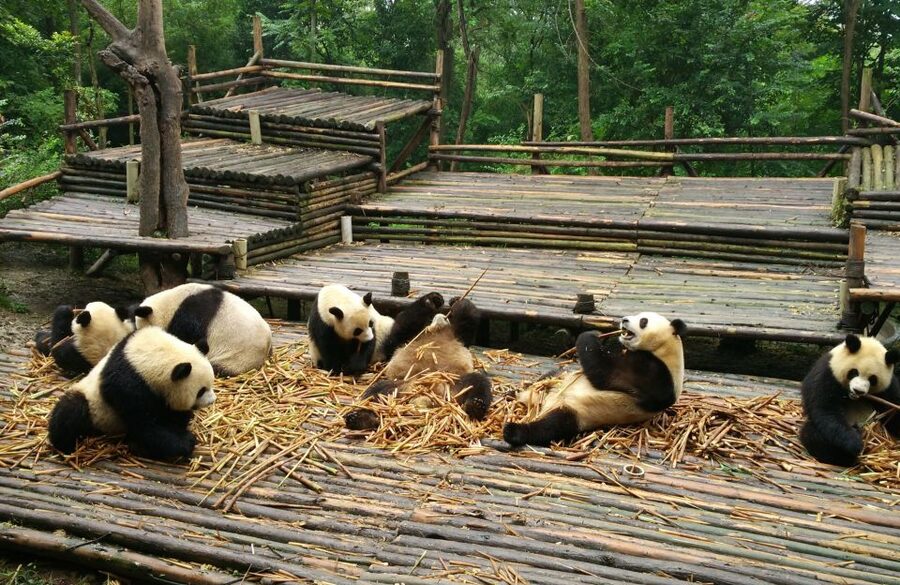 Half Day Amazing Chengdu Panda Base Trip - Who will enjoy this panda trip most?