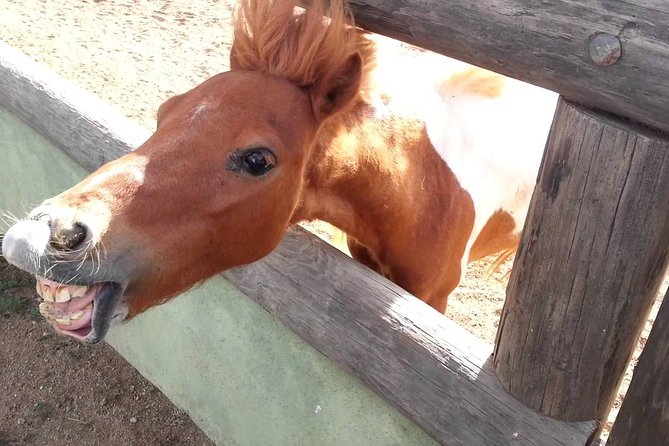 Half-Day Aruba Animal Sanctuary Guided Tour - What the guide adds between the farms