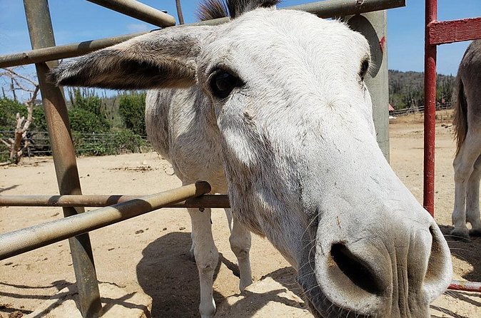 Half-Day Aruba Animal Sanctuary Guided Tour - Is the $57 price good value?