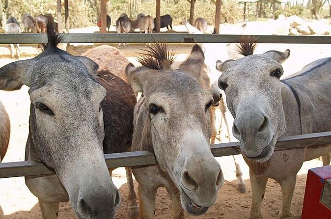 Half-Day Aruba Animal Sanctuary Guided Tour - Who will enjoy this tour most?