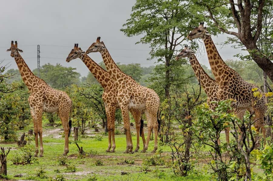 Half Day Durban City Tour and Phezulu Safari Park - Victoria Street Market and Doctors Lane