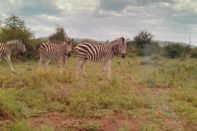 Half Day Lion and Safari Park Tour - Practical details that can shape your day