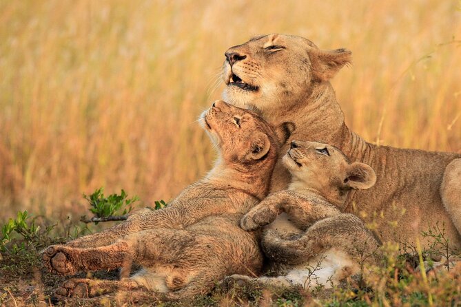 Half Day Lion and Safari Park Tour - How this compares with a do-it-yourself visit