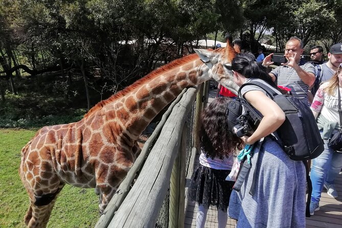 Half Day Lion and Safari Park Tour - The lions, white lion, and other animals
